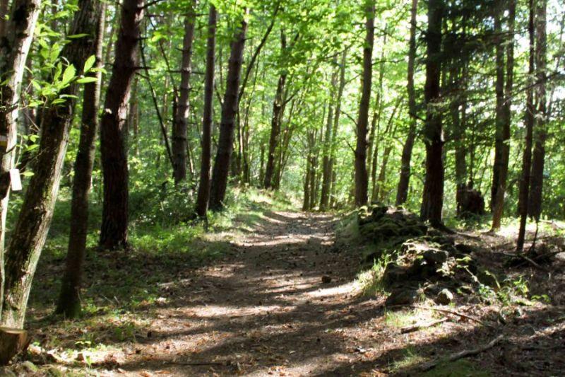 Sous-bois lors d'une randonnée